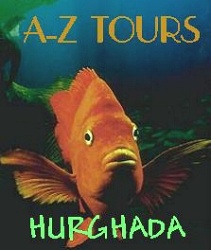 Tropical Fish in Hurghada